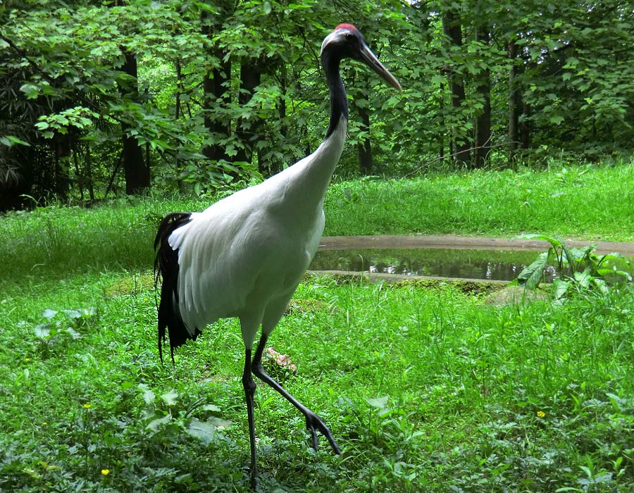 Mandschurenkranich im Zoologischen Garten Wuppertal im Mai 2013