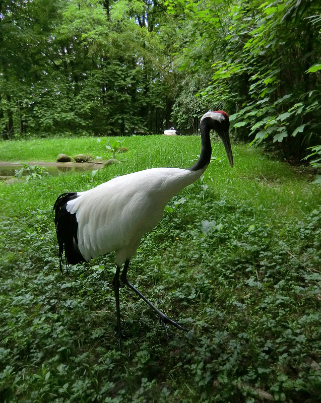 Mandschurenkranich im Wuppertaler Zoo im Mai 2013