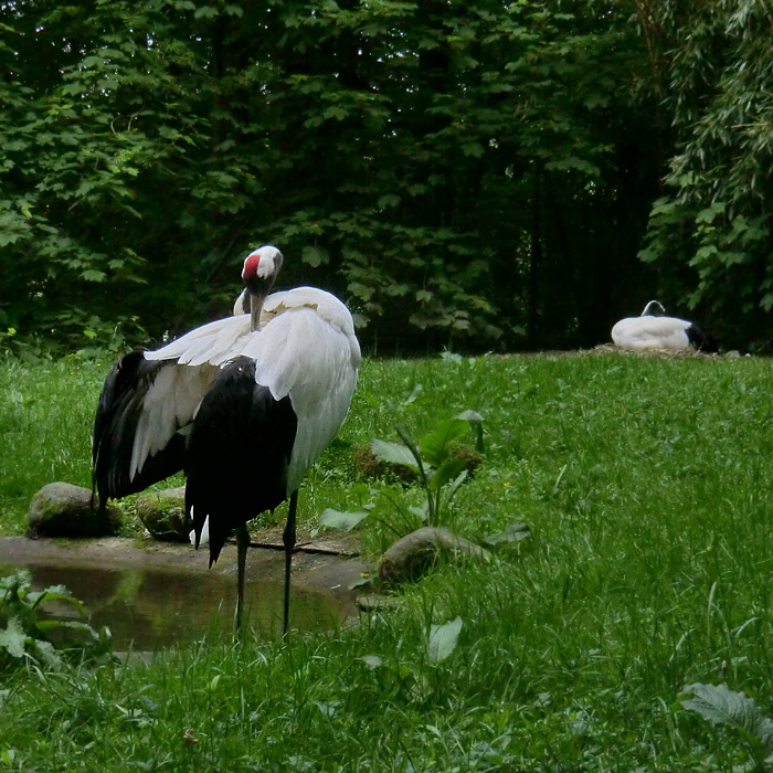 Mandschurenkraniche im Wuppertaler Zoo im Mai 2013