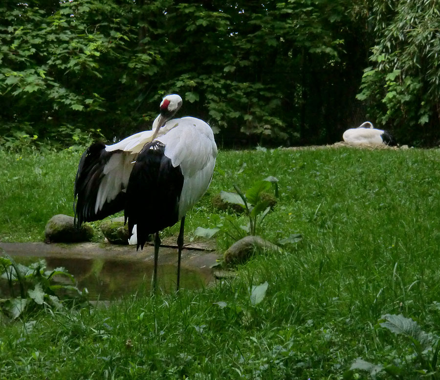 Mandschurenkraniche im Zoo Wuppertal im Mai 2013