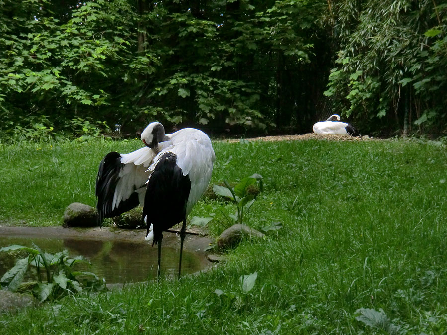 Mandschurenkraniche im Zoologischen Garten Wuppertal im Mai 2013