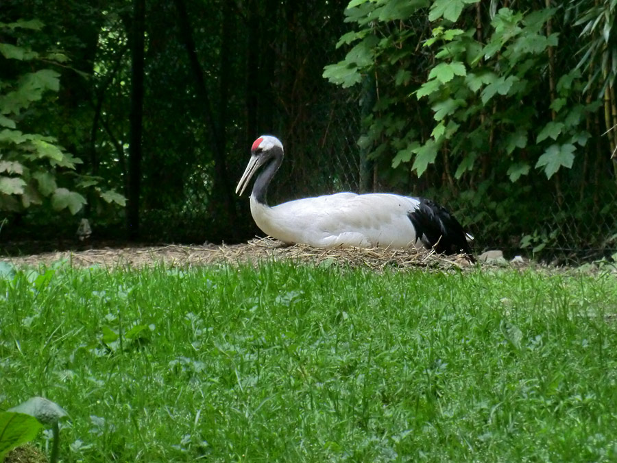 Mandschurenkranich im Zoo Wuppertal im Mai 2013
