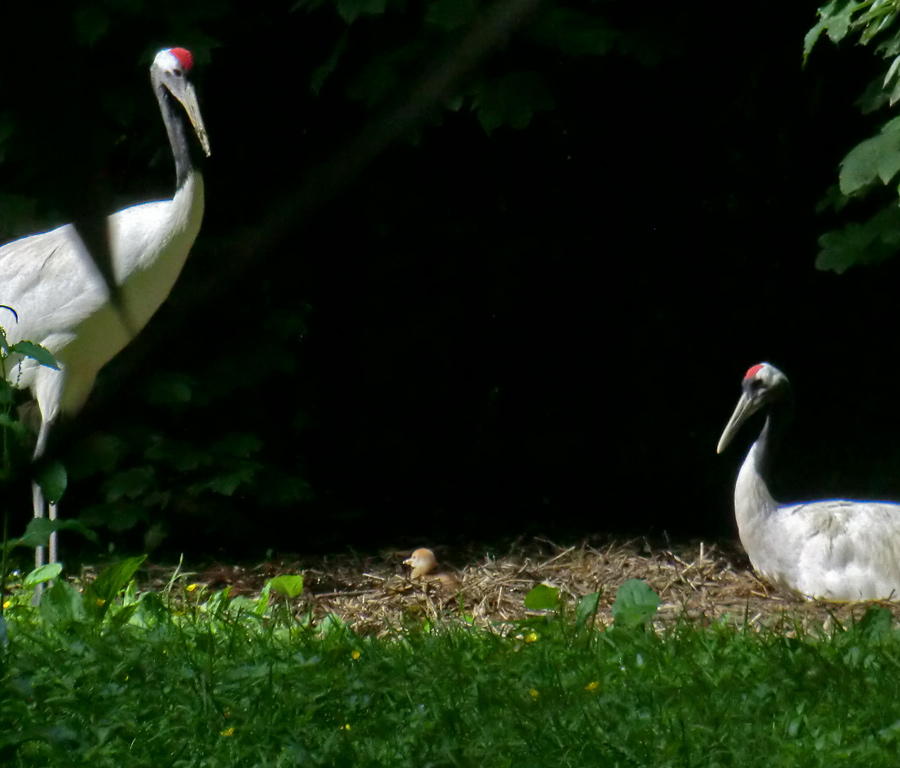 Mandschurenkraniche mit Jungvogel im Zoo Wuppertal im Juni 2013