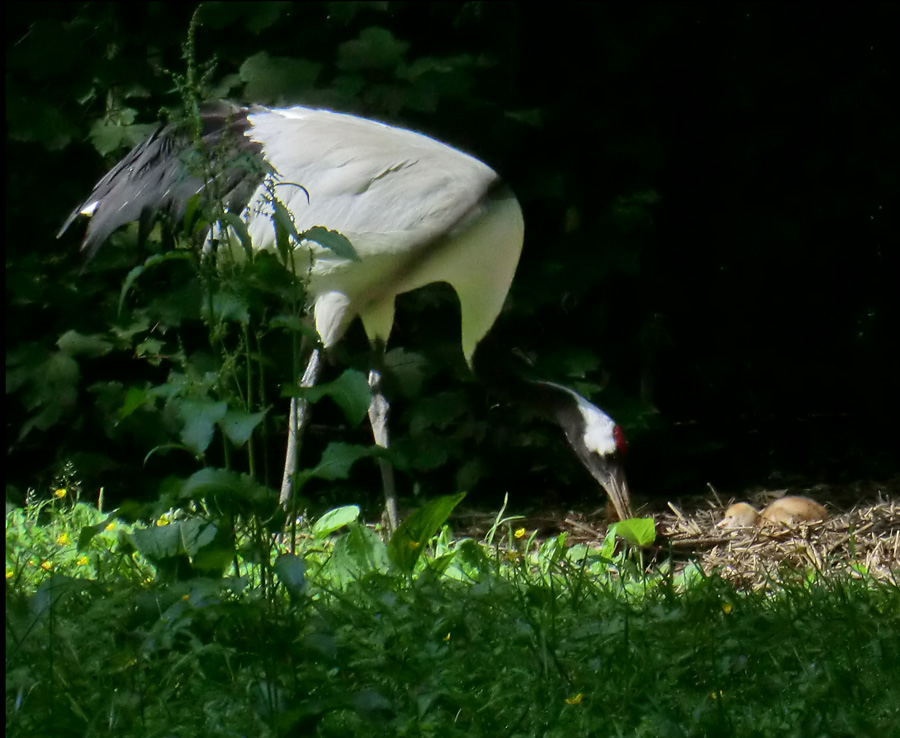Mandschurenkranich mit Jungvogel im Zoo Wuppertal im Juni 2013