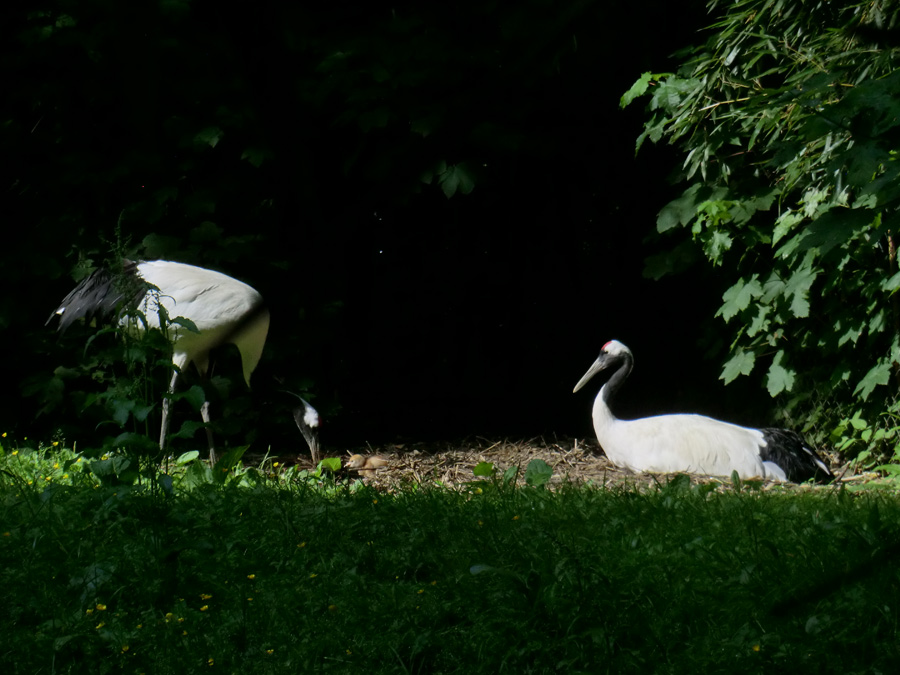 Mandschurenkraniche mit Jungtier im Zoologischen Garten Wuppertal im Juni 2013
