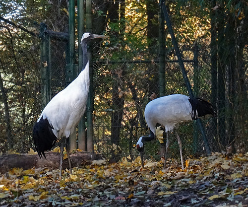 Mandschurenkraniche am 31. Oktober 2015 im Grünen Zoo Wuppertal