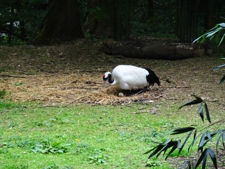 Brütender Mandschurenkranich mit Ei im Nest am 21. Mai 2016 im Wuppertaler Zoo