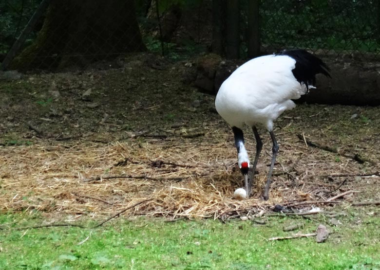 Mandschurenkranich mit Ei im Nest am 21. Mai 2016 im Grünen Zoo Wuppertal