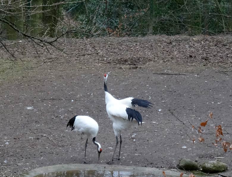Mandschurenkraniche am 27. Februar 2017 auf der Außenanlage im Zoologischen Garten der Stadt Wuppertal