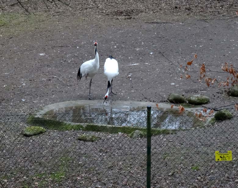 Mandschurenkraniche am 27. Februar 2017 auf der Außenanlage im Wuppertaler Zoo