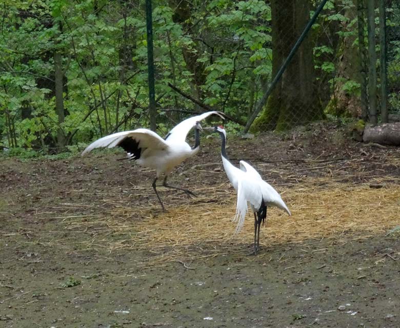Mandschurenkraniche am 15. April 2017 im Zoo Wuppertal