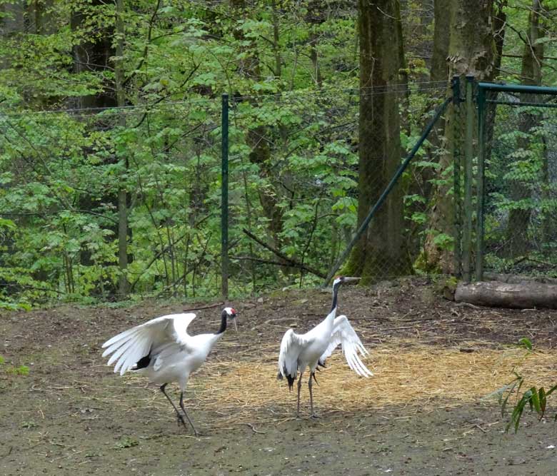 Mandschurenkraniche am 15. April 2017 im Zoologischen Garten der Stadt Wuppertal