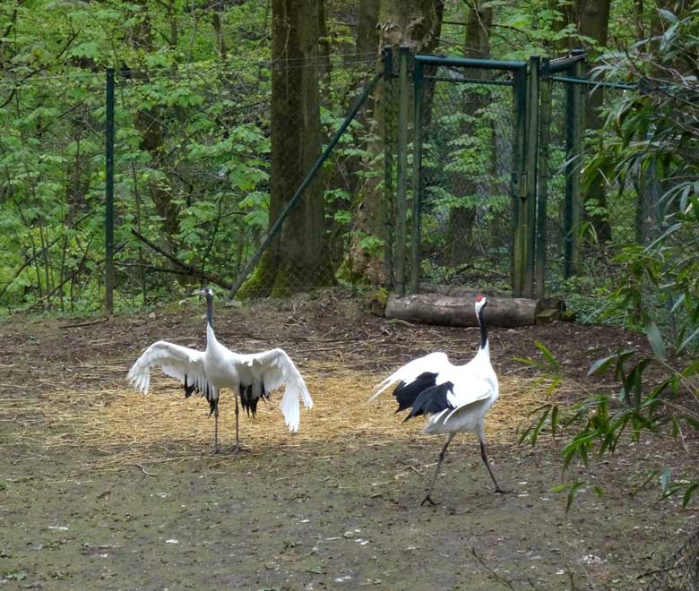 Mandschurenkraniche am 15. April 2017 im Wuppertaler Zoo