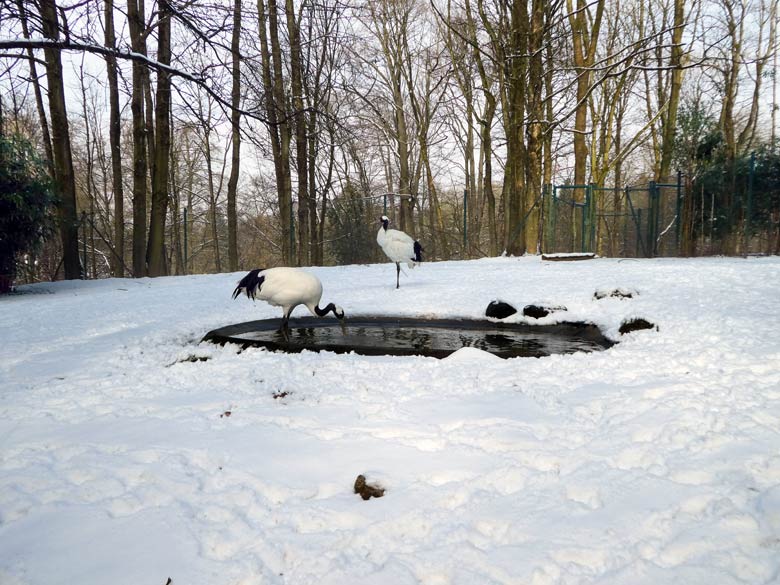 Mandschurenkraniche am 3. März 2018 auf der Außenanlage im Grünen Zoo Wuppertal