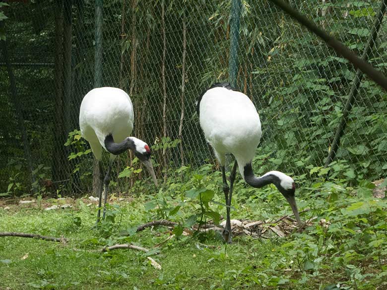 Mandschurenkranich-Paar mit zwei Eiern im Nest am 25. Mai 2020 auf der Außenanlage im Zoo Wuppertal