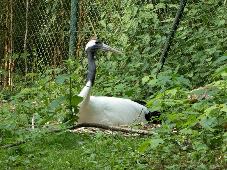 Brütender weiblicher Mandschurenkranich am 3. Juni 2020 auf der Außenanlage im Grünen Zoo Wuppertal