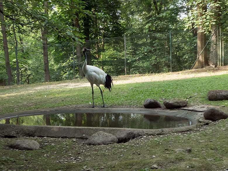 Männlicher Mandschurenkranich am 3. Juni 2020 auf der Außenanlage im Wuppertaler Zoo