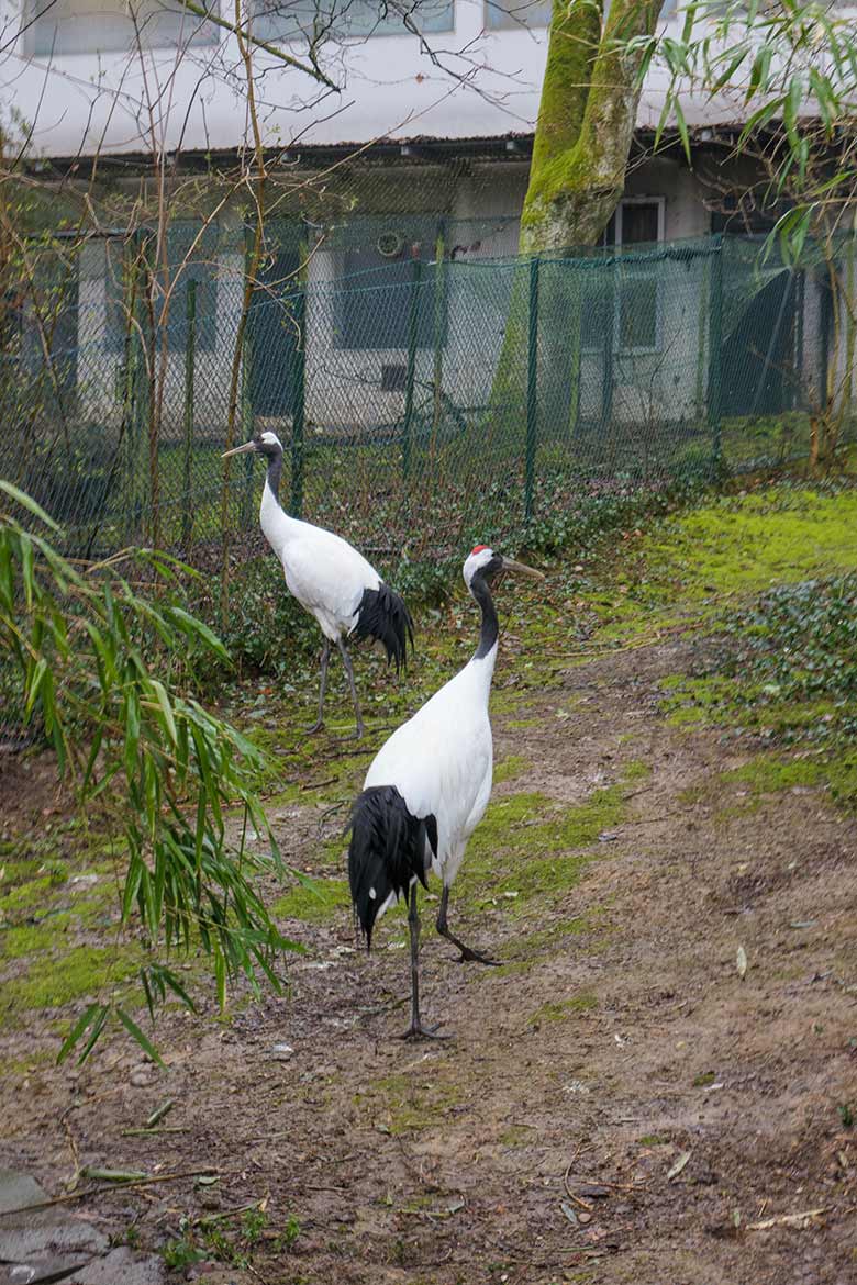 Mandschurenkranich-Paar am 8. März 2021 auf der aktuellen Anlage unterhalb des Vogel-Hauses im Wuppertaler Zoo