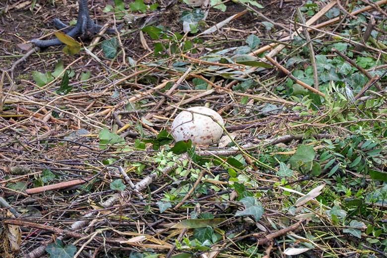 Ein Ei im Nest der Mandschurenkraniche am 13. April 2021 auf der rechten Außenanlage unterhalb des Vogel-Hauses im Zoo Wuppertal