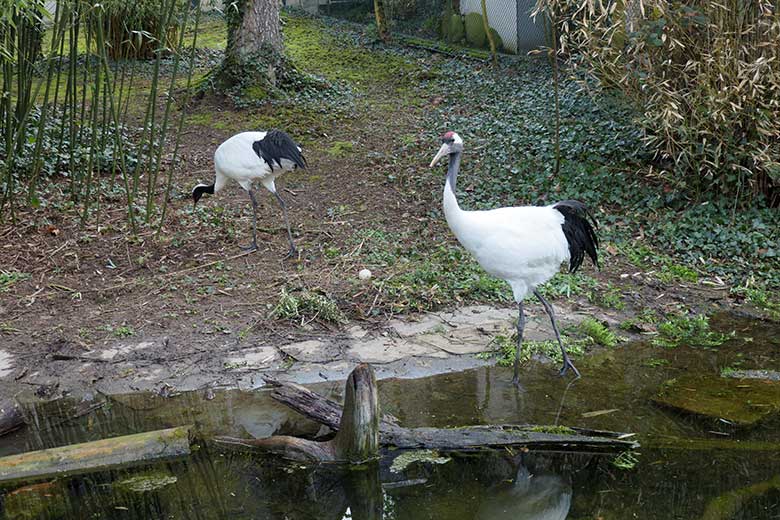 Mandschurenkraniche am 13. April 2021 auf der rechten Außenanlage unterhalb des Vogel-Hauses im Grünen Zoo Wuppertal