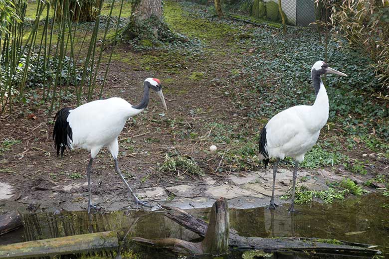 Mandschurenkraniche am 13. April 2021 auf der rechten Außenanlage unterhalb des Vogel-Hauses im Wuppertaler Zoo