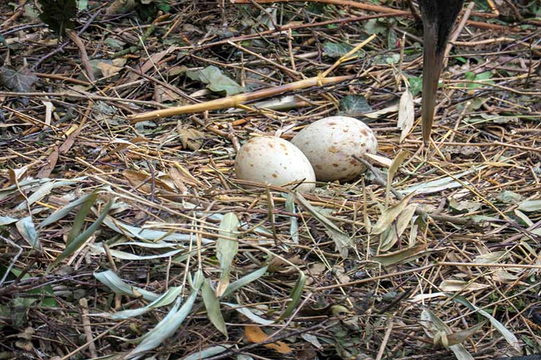 Zwei Eier im Nest der Mandschurenkranich am 3. Mai 2021 auf der rechten Außenanlage unterhalb des Vogel-Hauses im Zoo Wuppertal