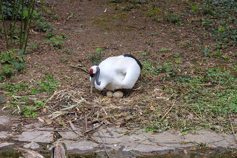 Brütender Mandschurenkranich mit zwei Eiern im Nest am 3. Mai 2021 auf der rechten Außenanlage unterhalb des Vogel-Hauses im Zoo Wuppertal