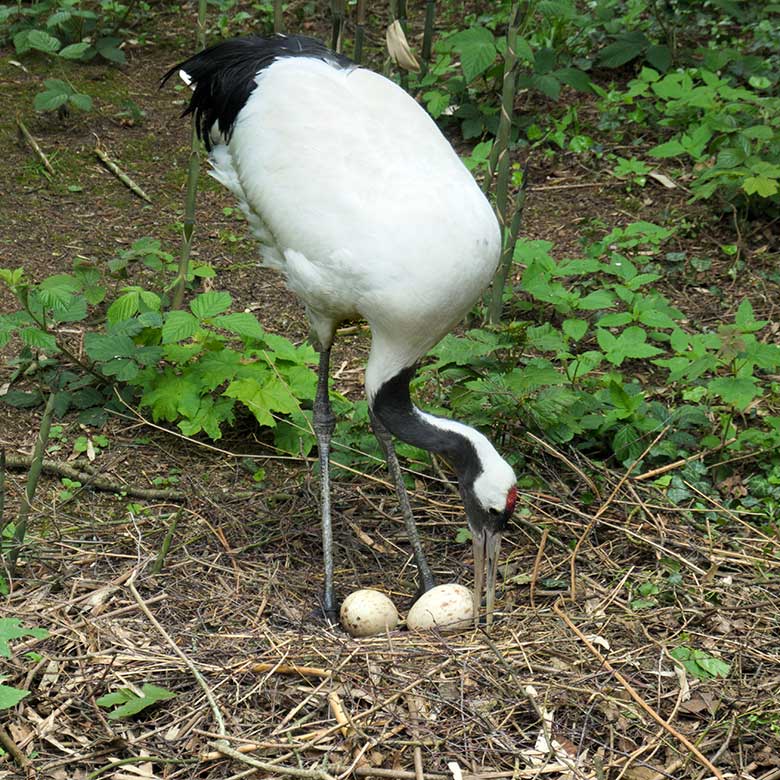 Mandschurenkranich mit zwei Eiern im Nest am 24. Mai 2021 auf der rechten Außenanlage unterhalb des Vogel-Hauses im Grünen Zoo Wuppertal