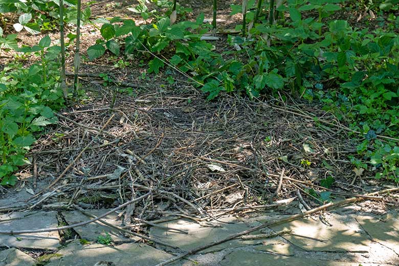 Leeres Nest der Mandschurenkraniche am 2. Juni 2021 auf der rechten Außenanlage unterhalb des Vogel-Hauses im Grünen Zoo Wuppertal