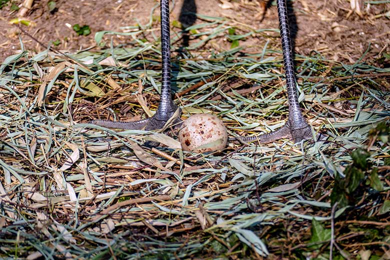 Ei im Nest der Mandschurenkraniche am 26. März 2022 auf der Außenvoliere am Vogel-Haus im Zoologischen Garten Wuppertal