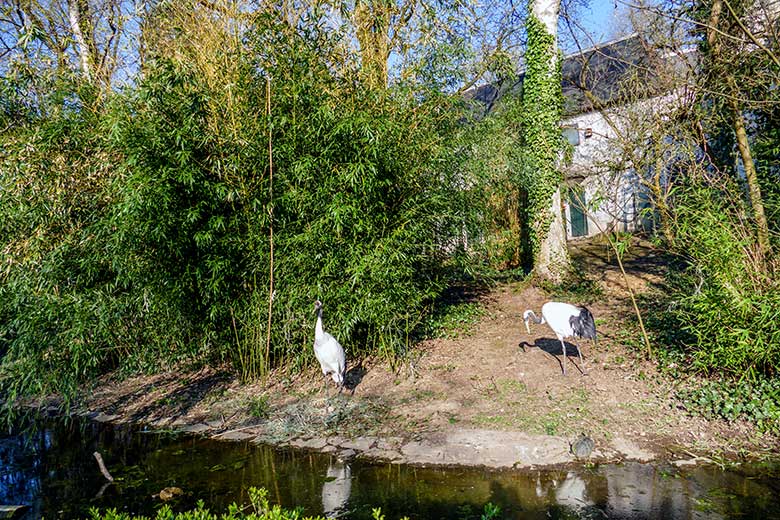 Mandschurenkraniche mit Ei im Nest am 26. März 2022 auf der Außenvoliere am Vogel-Haus im Zoo Wuppertal