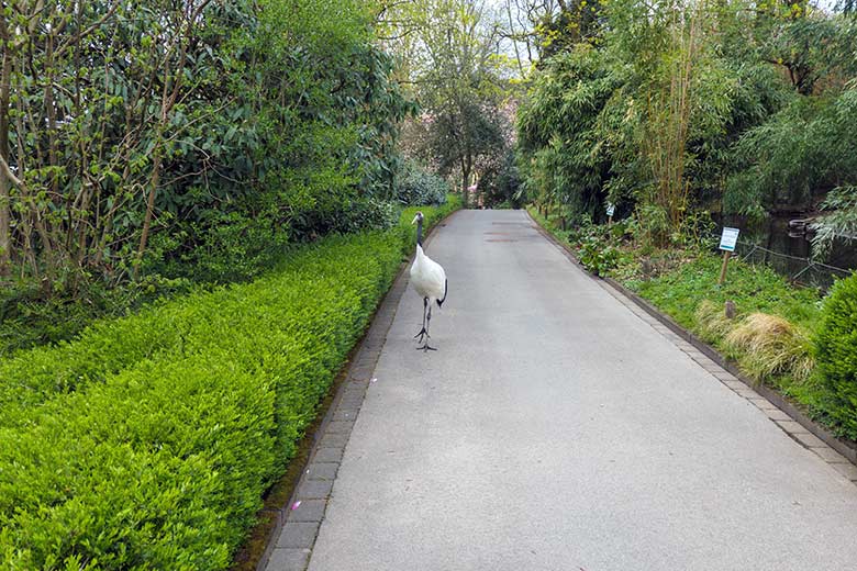 Mandschurenkranich auf dem Besucher-Weg vor dem Kranich-Gehege am 10. April 2022 im Grünen Zoo Wuppertal