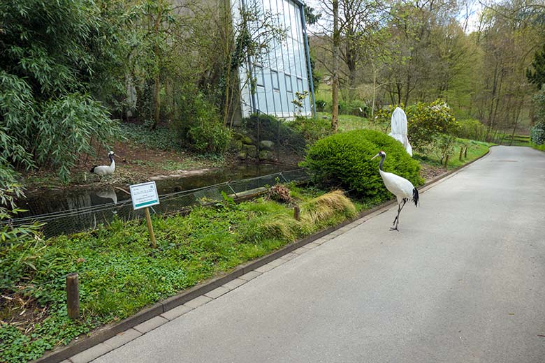 Mandschurenkranich auf dem Besucher-Weg vor dem Kranich-Gehege am 10. April 2022 im Zoo Wuppertal