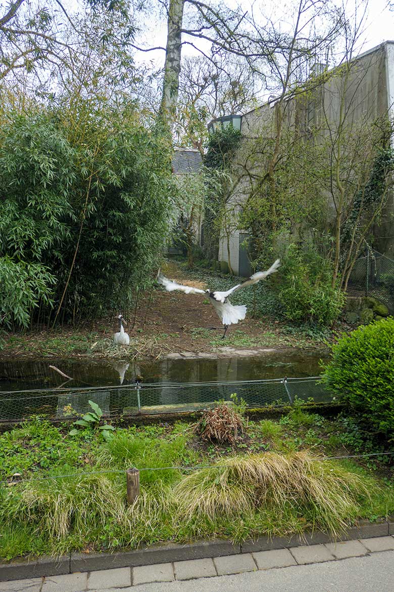 Mandschurenkraniche auf dem Kranich-Außengehege am 10. April 2022 im Zoo Wuppertal