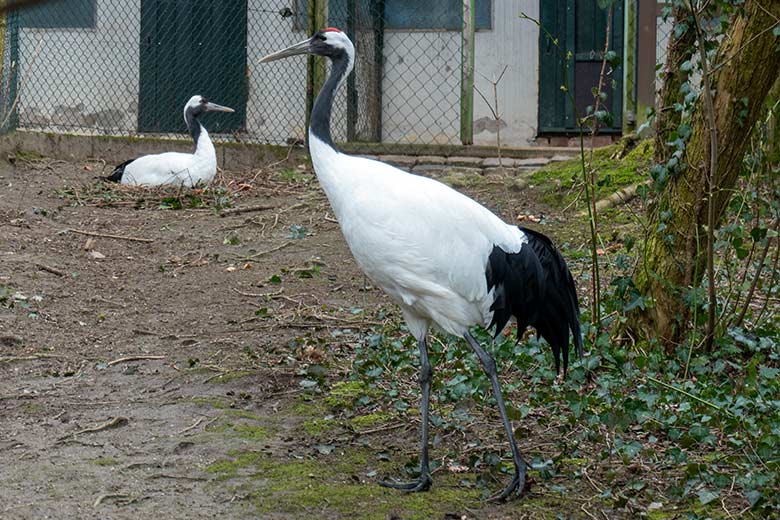 Brütender weiblicher Mandschurenkranich und männlicher Mandschurenkranich (rechts) am 29. März 2023 auf der Außenanlage am Vogel-Haus im Zoo Wuppertal