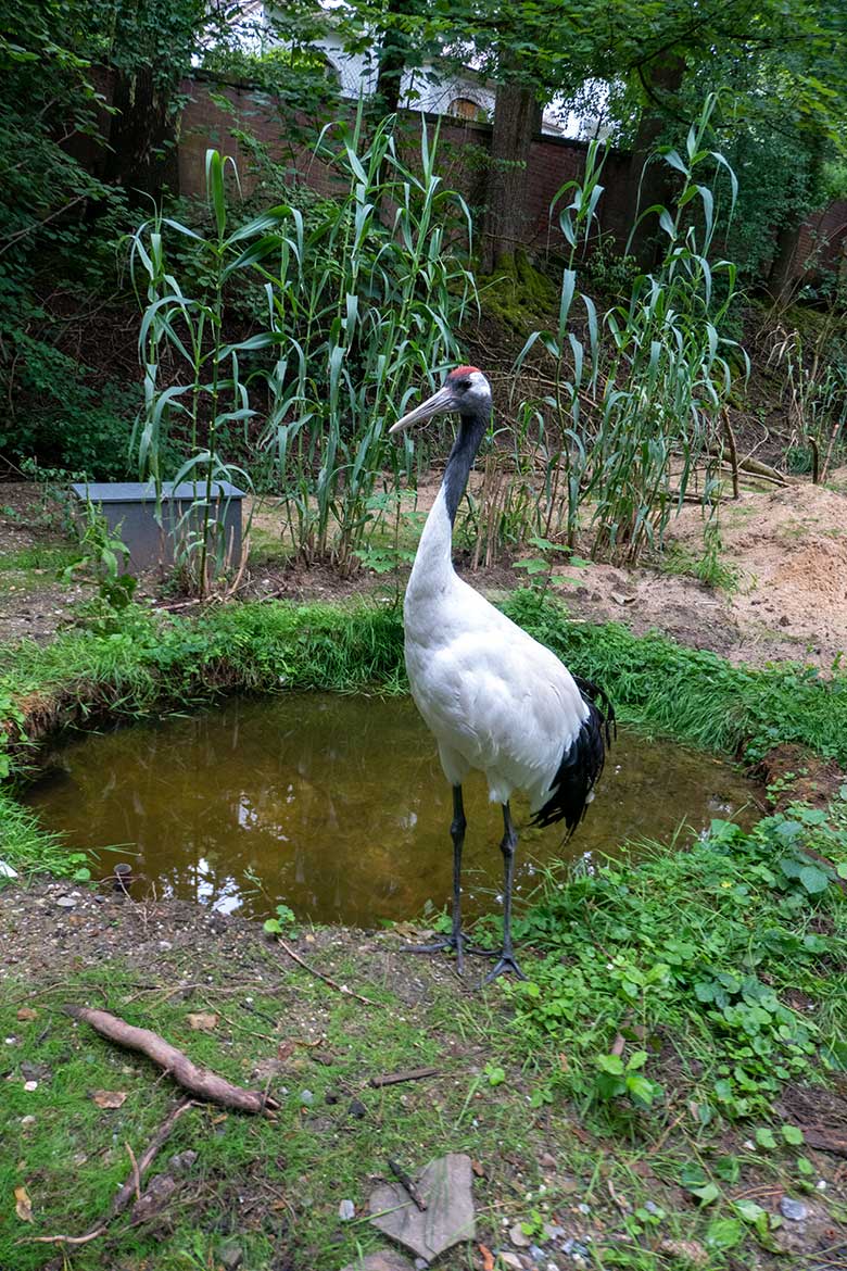 Mandschurenkranich am 30. Juni 2024 an der Wasserstelle auf der neuen Kranich-Anlage neben dem Greifvogel-Haus im Grünen Zoo Wuppertal