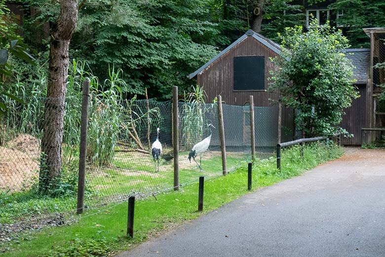 Mandschurenkraniche am 30. Juni 2024 auf der neuen Kranich-Anlage neben dem Greifvogel-Haus im Zoologischen Garten der Stadt Wuppertal