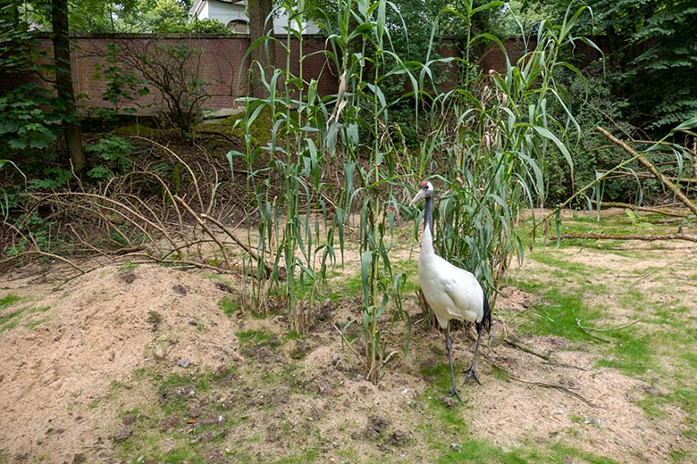 Mandschurenkranich am 1. Juli 2024 auf der neuen Kranich-Anlage neben dem Greifvogel-Haus im Wuppertaler Zoo