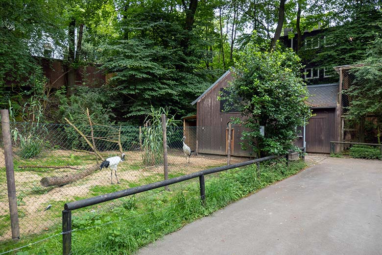 Mandschurenkraniche am 1. Juli 2024 auf der neuen Kranich-Anlage neben dem Greifvogel-Haus im Zoo Wuppertal