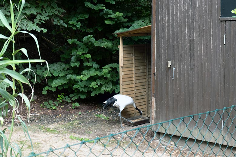 Mandschurenkranich am 1. Juli 2024 am Futter-Trog im Unterstand auf der neuen Kranich-Anlage neben dem Greifvogel-Haus im Grünen Zoo Wuppertal