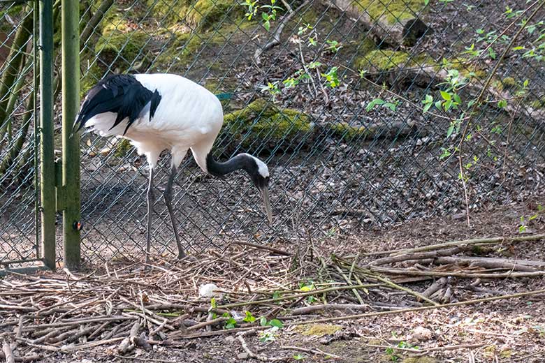 Weiblicher Mandschurenkranich mit einem Ei im Nest am 14. April 2025 auf der Außenanlage am Greifvogel-Haus im Grünen Zoo Wuppertal