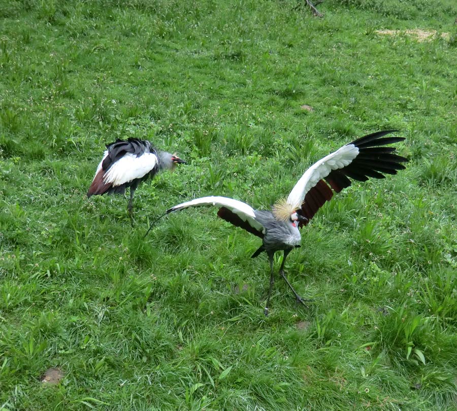Ostafrikanische Kronenkraniche im Zoo Wuppertal im Mai 2013
