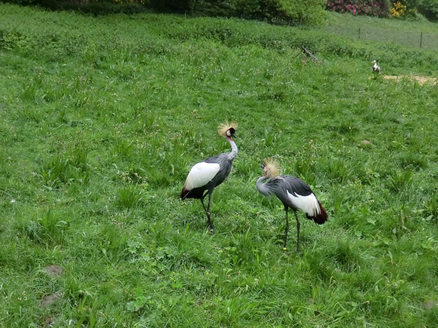 Ostafrikanische Kronenkraniche im Zoologischen Garten Wuppertal im Mai 2013