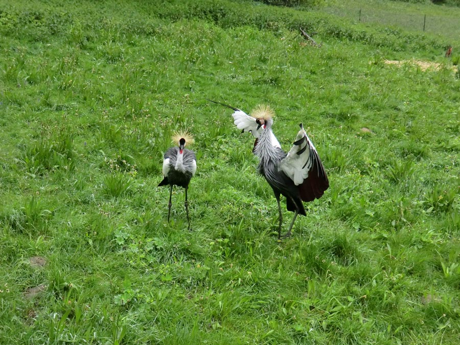 Ostafrikanische Kronenkraniche im Wuppertaler Zoo im Mai 2013