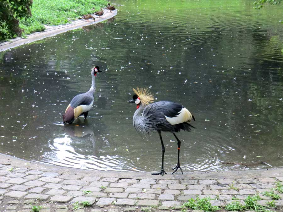 Ostafrikanische Kronenkraniche im Zoo Wuppertal im August 2014