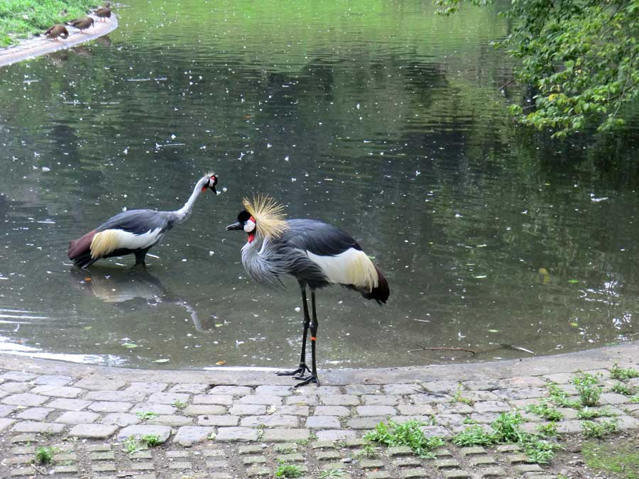 Ostafrikanische Kronenkraniche im Zoologischen Garten Wuppertal im August 2014