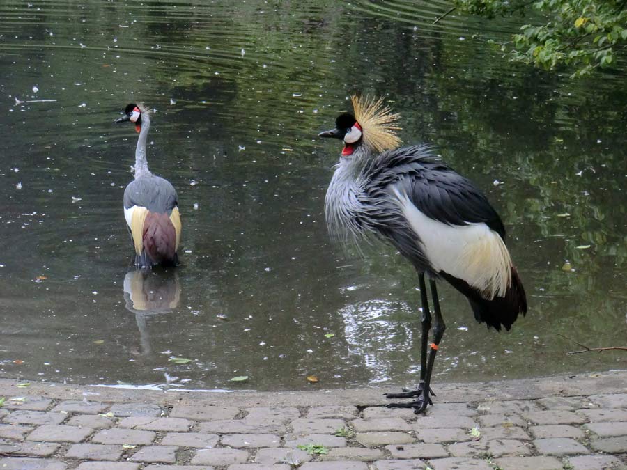 Ostafrikanische Kronenkraniche im Zoo Wuppertal im August 2014