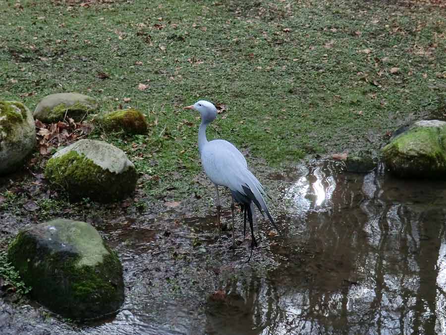 Paradieskranich im Zoologischen Garten Wuppertal im Februar 2014