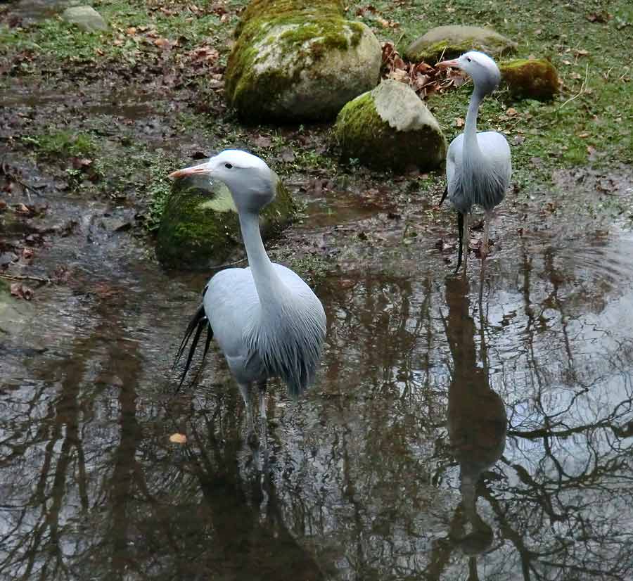 Paradieskraniche im Wuppertaler Zoo im Februar 2014