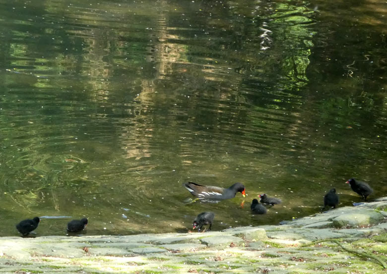 Grünfüßiges Teichhuhn mit sieben Küken am 21. April 2018 auf dem Teich an der Vogelwiese im Grünen Zoo Wuppertal